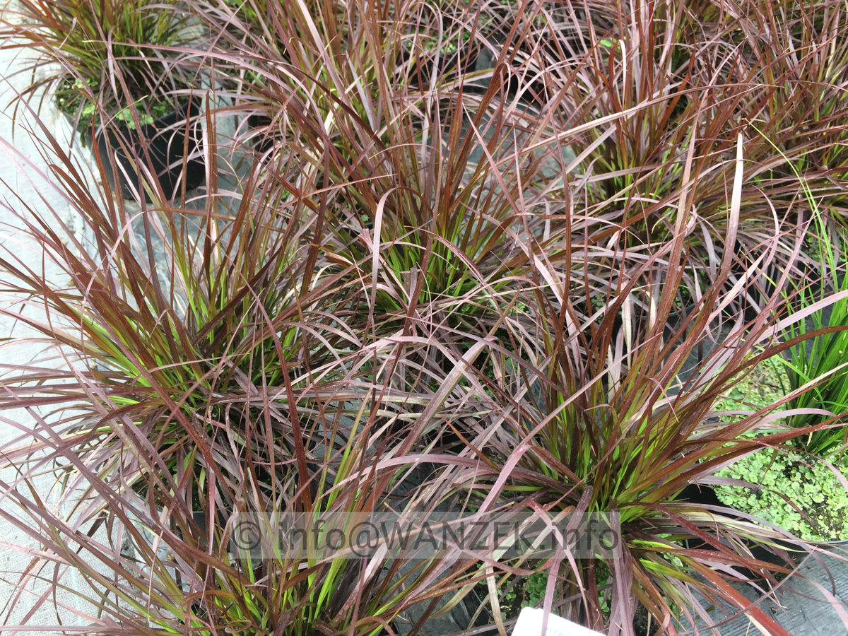 Pennisetum setaceum Rubrum 04.JPG
